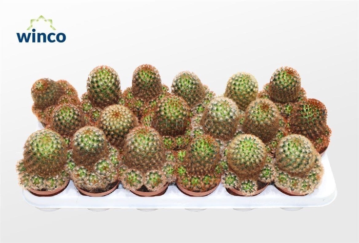 Mammillaria Carmenae Rubrispinus