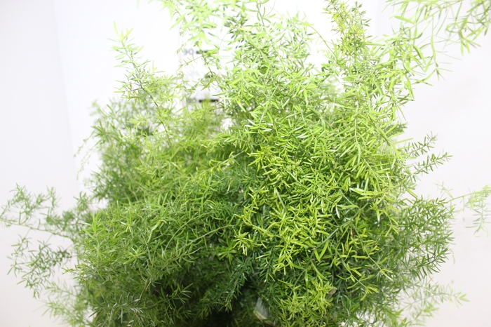 <h4>FOLHAGEM ASPARGO ALFINETE</h4>