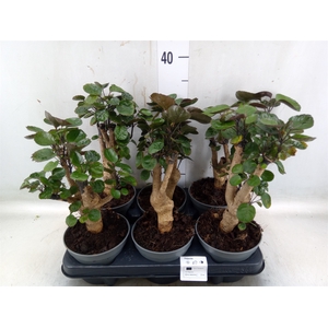 Polyscias scutellaria 'Fabian'