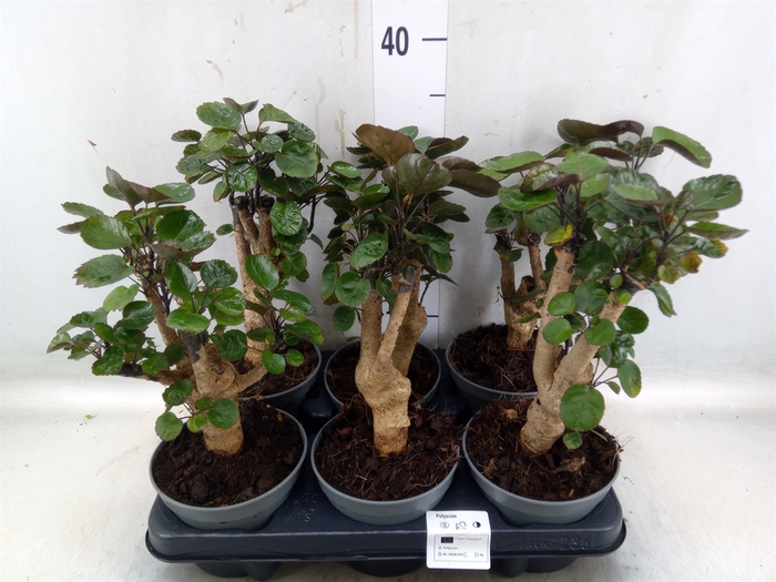 <h4>Polyscias scutellaria 'Fabian'</h4>