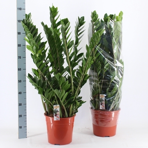 ZAMIO ZAMIIFOLIA