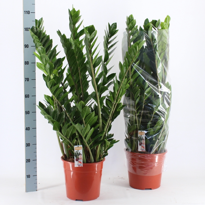 <h4>ZAMIO ZAMIIFOLIA</h4>