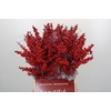 Ilex Crimson