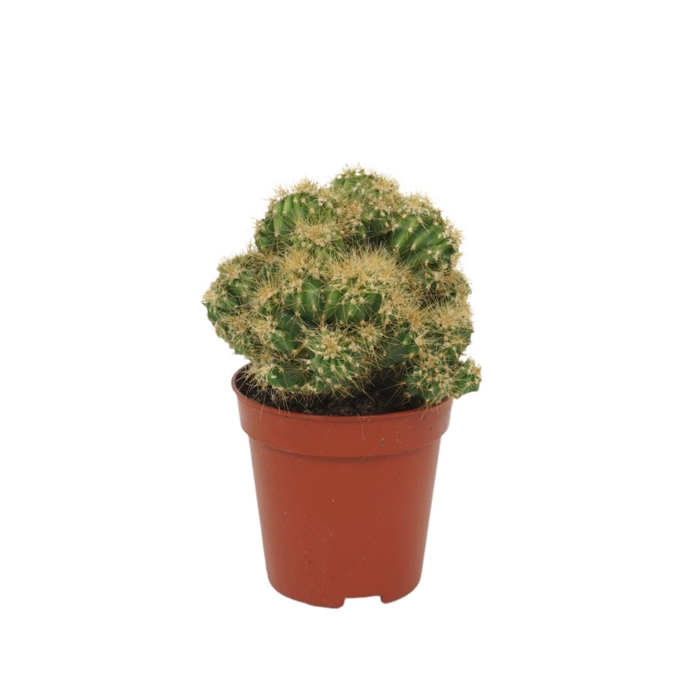 <h4>Cereus Pervianus Monstrosus Geel</h4>