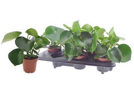 <h4>Peperomia polybotrya 'Raindrop'</h4>