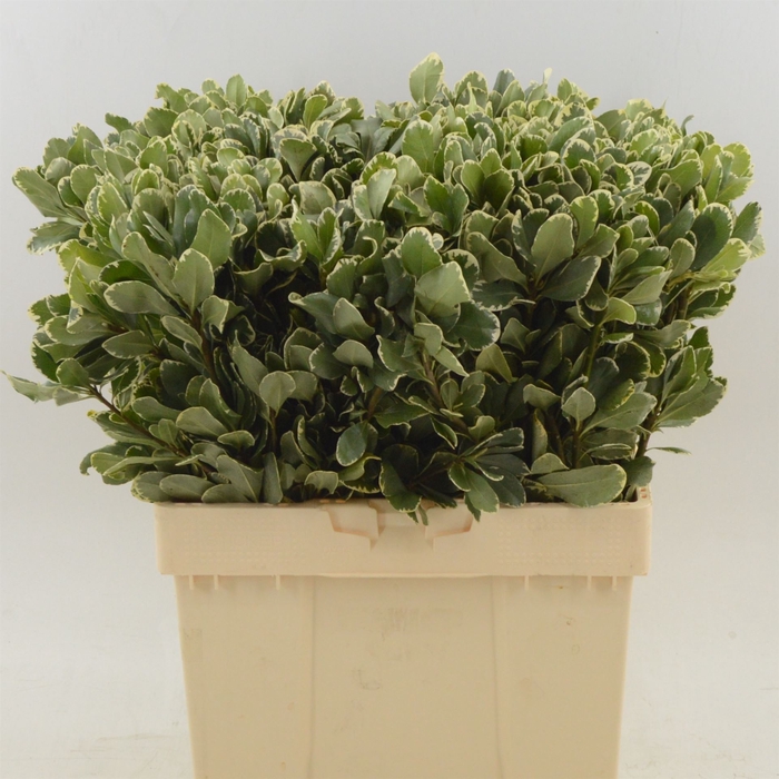 <h4>Pittosporum Ilan</h4>