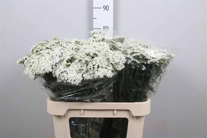 <h4>Achil M White Beauty</h4>