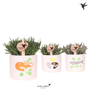 Kolibri Greens Rhipsalis mix in Fruits De Mer pot mix