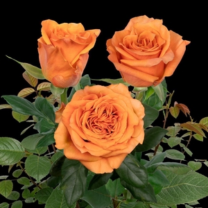 R Gr Exotix Orange