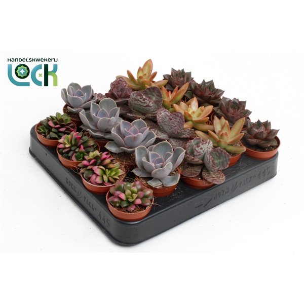 <h4>Succulenten Herfst Mix</h4>