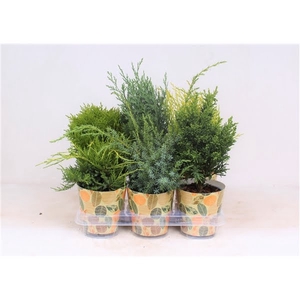 Conifers P-13 in smartcup AUTUMN