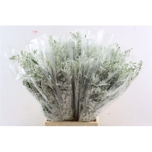 Senecio Cineraria P Bunch