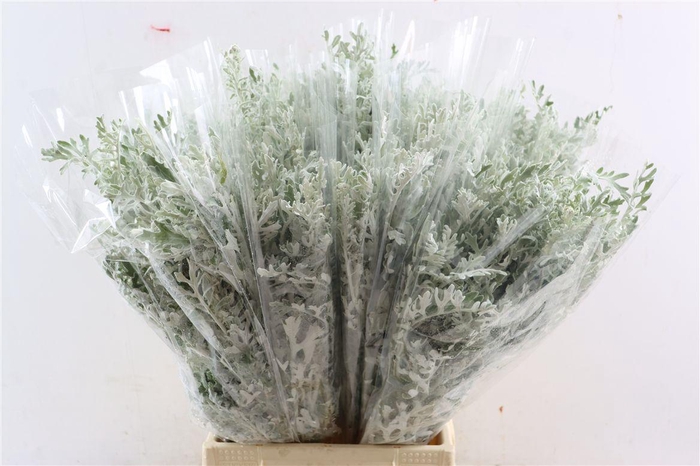 Senecio Cineraria P Bunch