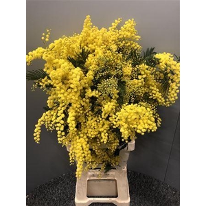 Acacia Mirandole X5 500g