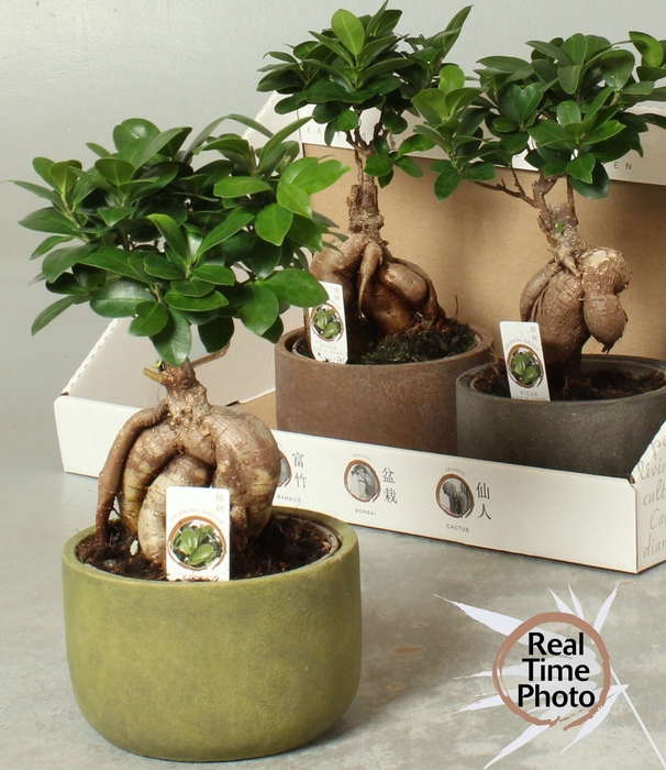 <h4>FIC MI GINSENG</h4>