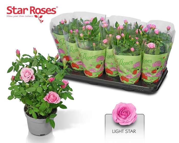 <h4>RO LIGHT STAR</h4>