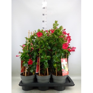 Mandevilla am. 'Sundav Red'