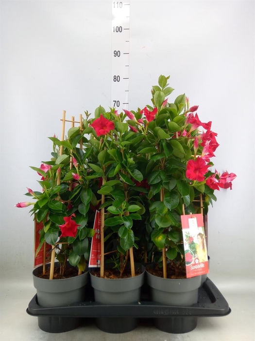 <h4>Mandevilla am. 'Sundav Red'</h4>
