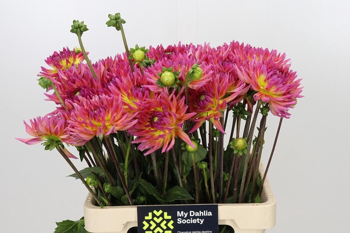 Dahlia Karma Sangria