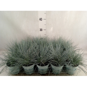 Festuca glauca 'Compacta Blue'