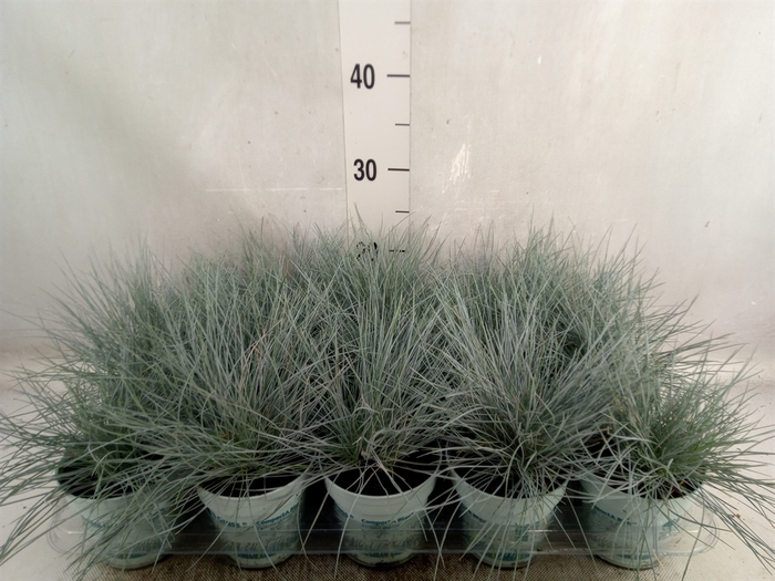 Festuca glauca 'Compacta Blue'