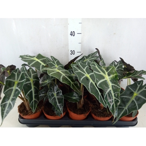 Alocasia amazonica 'Polly'