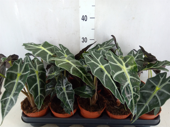 <h4>Alocasia amazonica 'Polly'</h4>