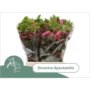 DICENTRA SPECTABILIS