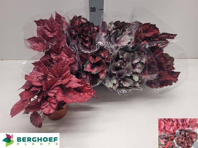 <h4>BEG BEL GEM</h4>