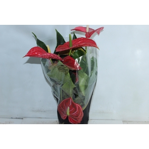 ANTHURIUM MICHIGAN P17 PREMIUM