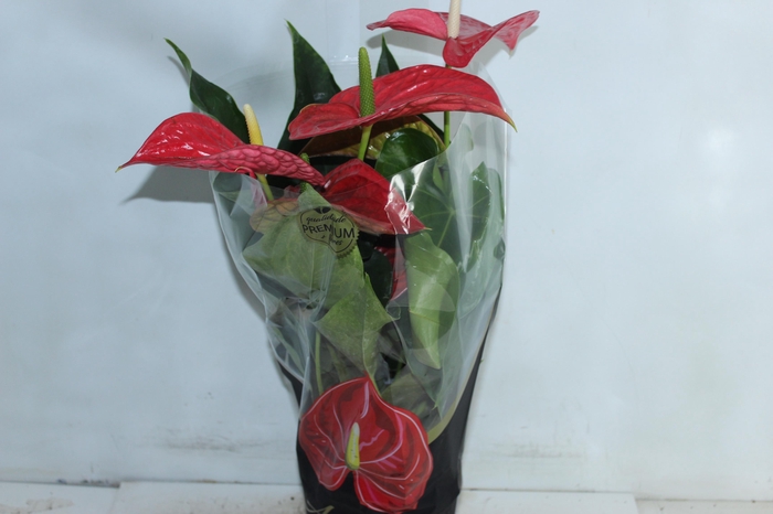 <h4>ANTHURIUM MICHIGAN P17 PREMIUM</h4>