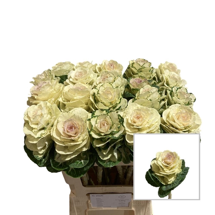 <h4>BRASS WHITE CRANE</h4>