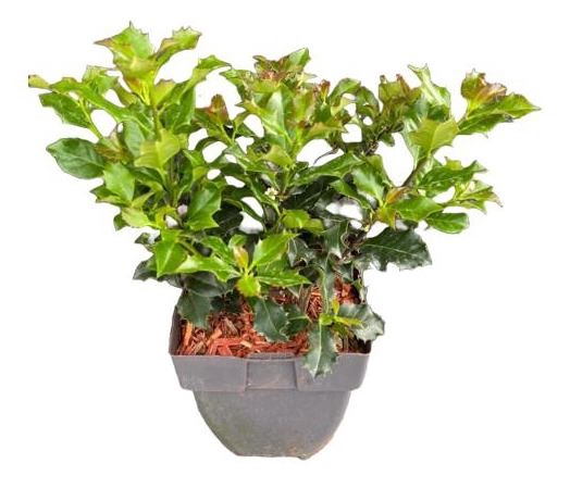 <h4>Ilex meserveae Blue Angel</h4>