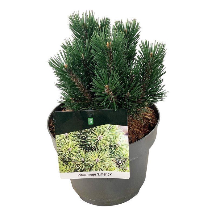 <h4>Pinus mugo 'Limerick'</h4>