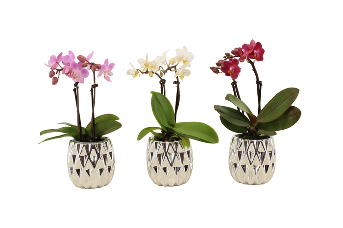 <h4>Dolomite Quartz Silver Tiny Dolls Mix 2T10+ Aqu@</h4>