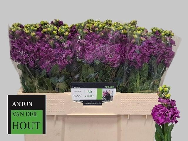 <h4>MATTH IRON PURPLE</h4>