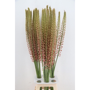 EREMURUS OASE