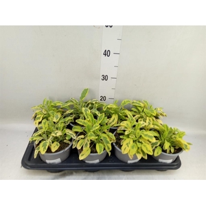 Salvia officinalis 'Icterina'