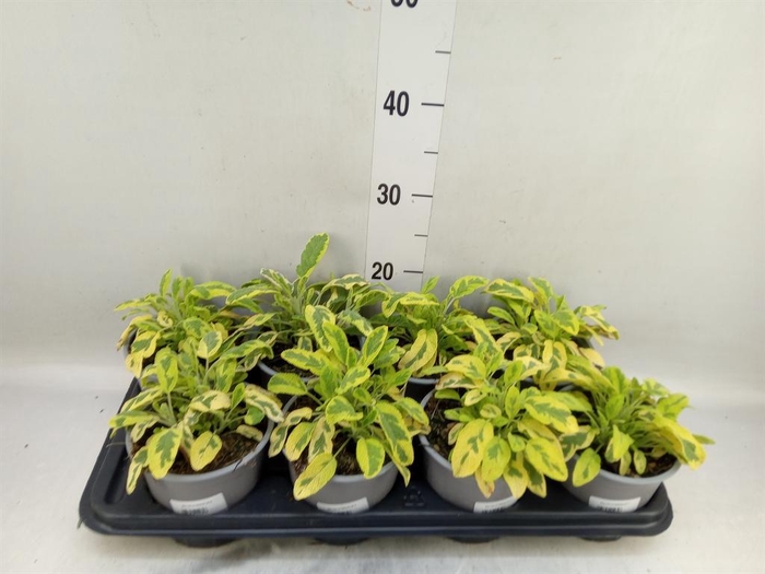 <h4>Salvia officinalis 'Icterina'</h4>