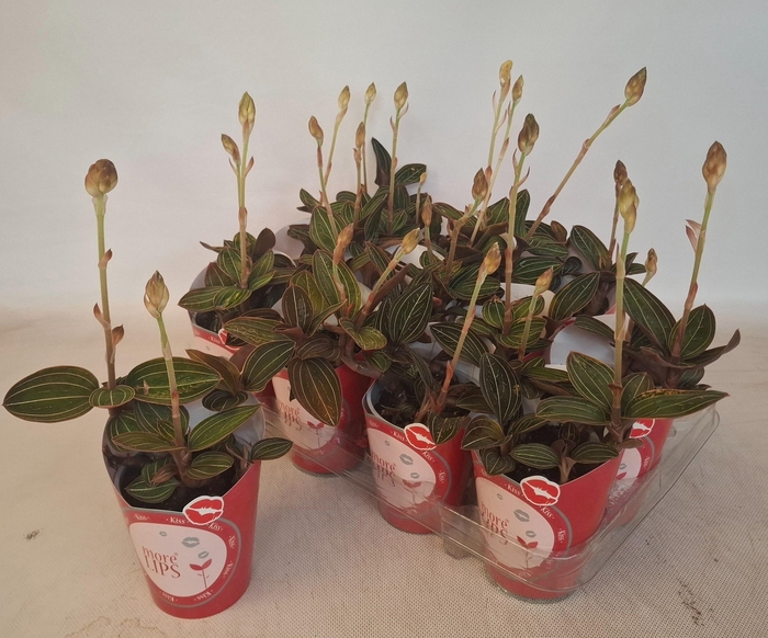 <h4>LUD DISCOLOR</h4>