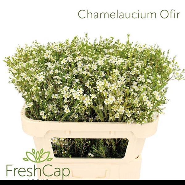 <h4>CHAME UN OFIR</h4>