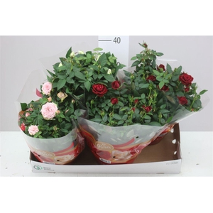 Rosa Favourite Gemengd Schaal