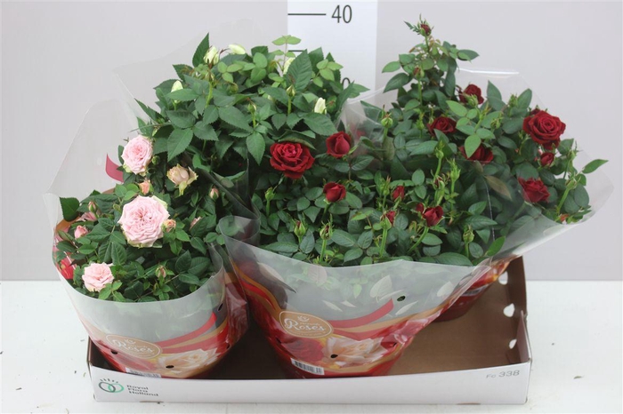 <h4>Rosa Favourite Gemengd Schaal</h4>