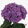 Hydrangea rodeo purple