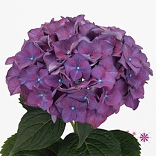 Hydrangea rodeo purple