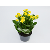 KALANCHOE DOBRADO P11 AMARELO