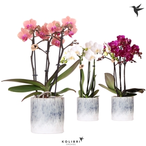 Kolibri Orchids Phalaenopsis mix 3 spike in Sky pot