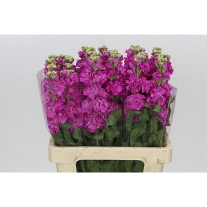 Matthiola Iron Hot Pink