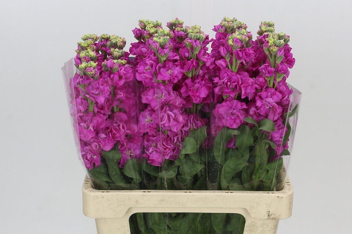 <h4>Matthiola Iron Hot Pink</h4>