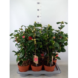 Camellia   ...mix 3